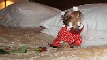 Yorkshire Terrier - zdjęcie 18