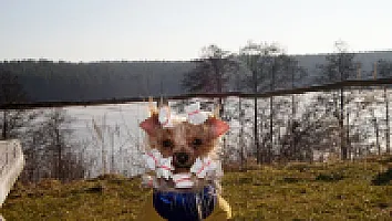 Yorkshire Terrier - zdjęcie 19