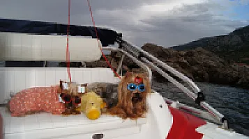 Yorkshire Terrier - zdjęcie 26