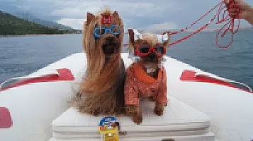 Yorkshire Terrier - zdjęcie 27