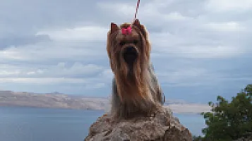 Yorkshire Terrier - zdjęcie 31