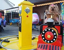 Yorkshire Terrier - zdjęcie 32