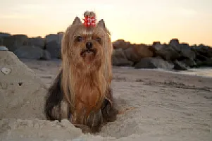 Yorkshire Terrier - zdjęcie 33
