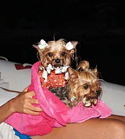 Yorkshire Terrier - zdjęcie 34