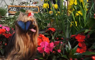 Yorkshire Terrier - zdjęcie 35