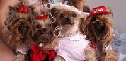 Yorkshire Terrier - zdjęcie 36