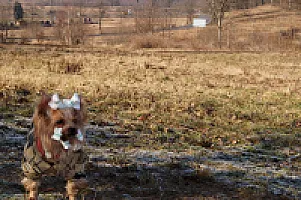 Yorkshire Terrier - zdjęcie 39