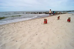 Yorkshire Terrier - zdjęcie 40