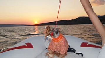 Yorkshire Terrier - zdjęcie 41