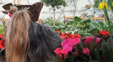 Yorkshire Terrier - zdjęcie 42