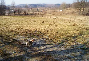 Yorkshire Terrier - zdjęcie 43