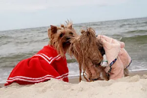 Yorkshire Terrier - zdjęcie 45