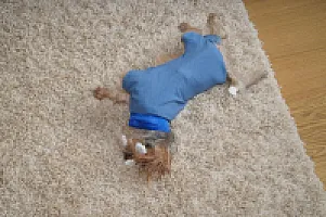 Yorkshire Terrier - zdjęcie 48