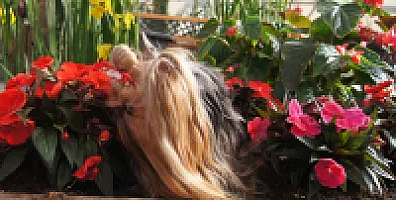 Yorkshire Terrier - zdjęcie 49