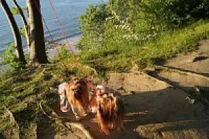 Yorkshire Terrier - zdjęcie 50