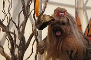 Yorkshire Terrier - zdjęcie 52