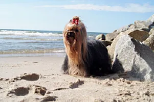 Yorkshire Terrier - zdjęcie 54