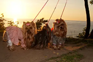 Yorkshire Terrier - zdjęcie 57