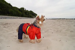 Yorkshire Terrier - zdjęcie 58