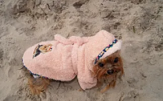 Yorkshire Terrier - zdjęcie 59