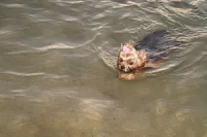 Yorkshire Terrier - zdjęcie 61