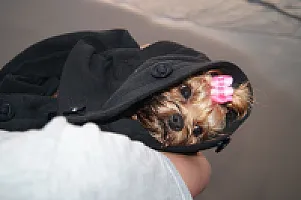 Yorkshire Terrier - zdjęcie 62