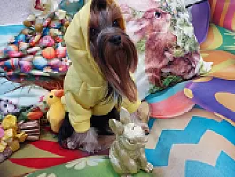 Yorkshire Terrier - zdjęcie 63