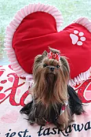 Yorkshire Terrier - zdjęcie 65