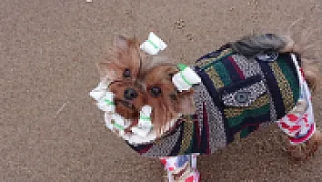 Yorkshire Terrier - zdjęcie 67