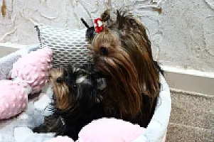 Yorkshire Terrier - zdjęcie 68