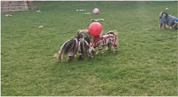 Yorkshire Terrier - zdjęcie 69