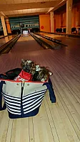 Yorkshire Terrier - zdjęcie 73