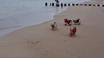 Yorkshire Terrier - zdjęcie 76