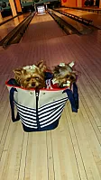 Yorkshire Terrier - zdjęcie 77