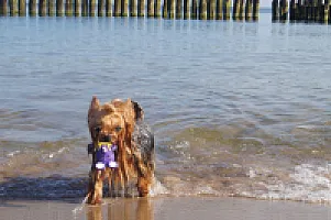 Yorkshire Terrier - zdjęcie 78