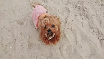 Yorkshire Terrier - zdjęcie 81