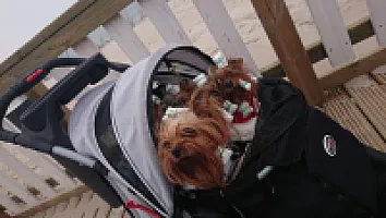 Yorkshire Terrier - zdjęcie 88