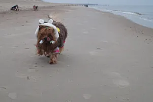Yorkshire Terrier - zdjęcie 92