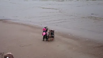 Yorkshire Terrier - zdjęcie 93