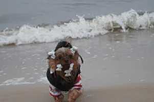 Yorkshire Terrier - zdjęcie 94