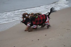 Yorkshire Terrier - zdjęcie 95