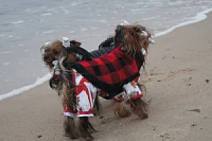 Yorkshire Terrier - zdjęcie 96