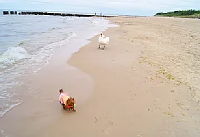 Yorkshire Terrier - zdjęcie 98