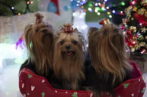 Yorkshire Terrier - zdjęcie 101
