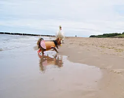Yorkshire Terrier - zdjęcie 102