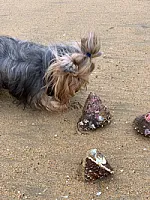 Yorkshire Terrier - zdjęcie 103