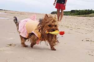 Yorkshire Terrier - zdjęcie 104