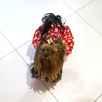 Yorkshire Terrier - zdjęcie 108
