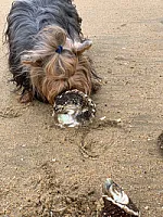 Yorkshire Terrier - zdjęcie 110