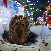 Yorkshire Terrier - zdjęcie 113